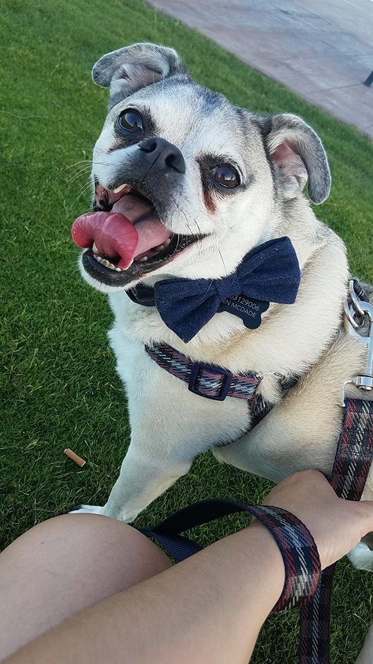 Readers pet photos